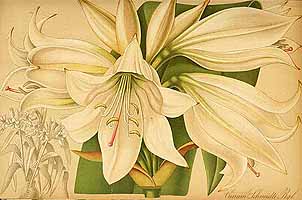  no thumbnail available