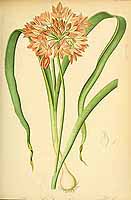  no thumbnail available