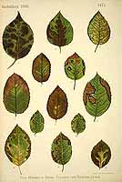  no thumbnail available