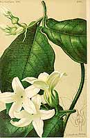  no thumbnail available