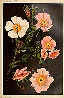  no thumbnail available