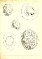  no thumbnail available