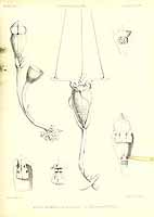  no thumbnail available