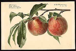  no thumbnail available