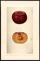  no thumbnail available