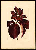  no thumbnail available