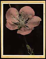  no thumbnail available