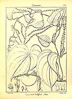  no thumbnail available