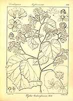  no thumbnail available