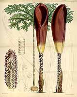  no thumbnail available