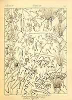  no thumbnail available