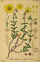  no thumbnail available