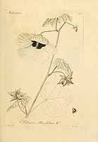  no thumbnail available