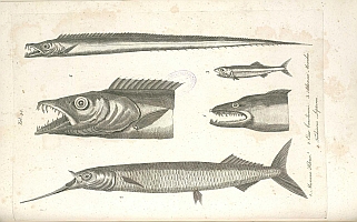  no thumbnail available