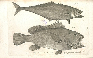  no thumbnail available