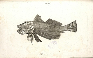  no thumbnail available