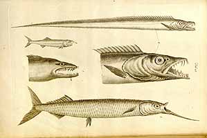  no thumbnail available