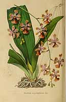  no thumbnail available