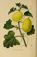  no thumbnail available