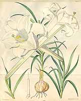  no thumbnail available