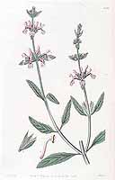  no thumbnail available