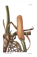  no thumbnail available