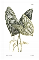  no thumbnail available