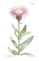  no thumbnail available