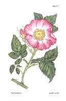  no thumbnail available