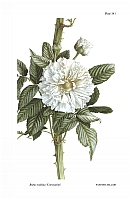  no thumbnail available