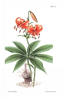  no thumbnail available