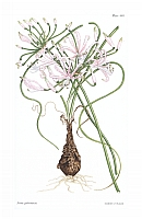  no thumbnail available