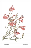  no thumbnail available