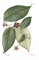  no thumbnail available