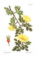  no thumbnail available