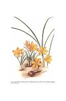  no thumbnail available