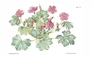  no thumbnail available