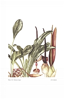  no thumbnail available