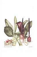  no thumbnail available