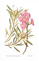  no thumbnail available