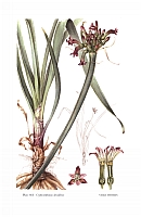  no thumbnail available