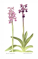  no thumbnail available