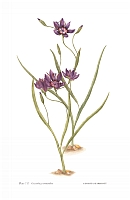  no thumbnail available