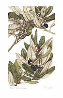  no thumbnail available