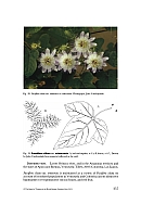  no thumbnail available