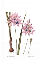  no thumbnail available