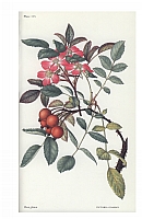  no thumbnail available