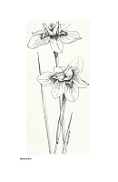  no thumbnail available