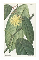  no thumbnail available