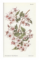  no thumbnail available